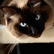 Funky participe au concours pour gagner de l'argent avec cette photo : animal, blackcat, cat, kitten, manx, pet, siamese