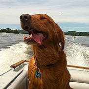 Macy is registered to the contest to win money with this photo: dog, golden_retriever, boat, water, lake, outdoor, happy, tongue_out, sunny, sky, trees, nature, pet, canine, collar, tag, summer, recreation, travel, adventure