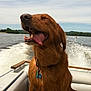 dog, golden_retriever, boat, water, lake, outdoor, happy, tongue_out, sunny, sky, trees, nature, pet, canine, collar, tag, summer, recreation, travel, adventure