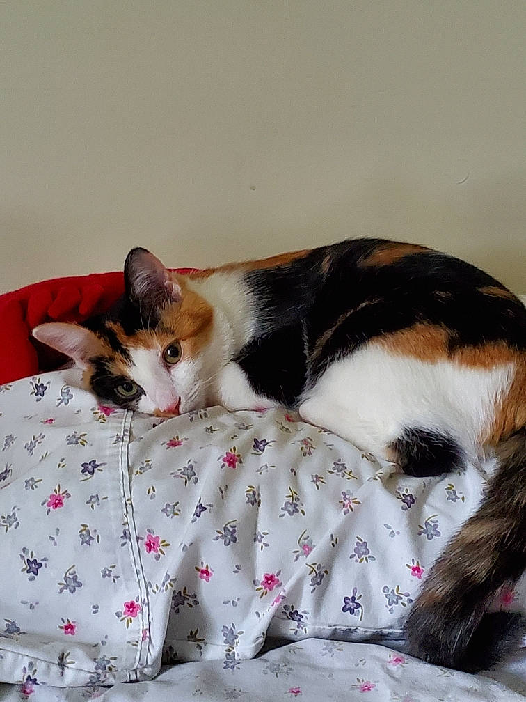 Edith joined the competition — help win amazing prizes! canidae, carnivore, cat, felidae, fur, kitten, small_to_medium_sized_cats, tail, whiskers