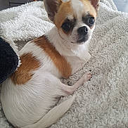 Max participe au concours pour gagner de l'argent avec cette photo : carnivoran, chihuahua, companion_dog, dog, dog_breed, dog_breed_group, dog_like_mammal, fawn, snout, toy_dog