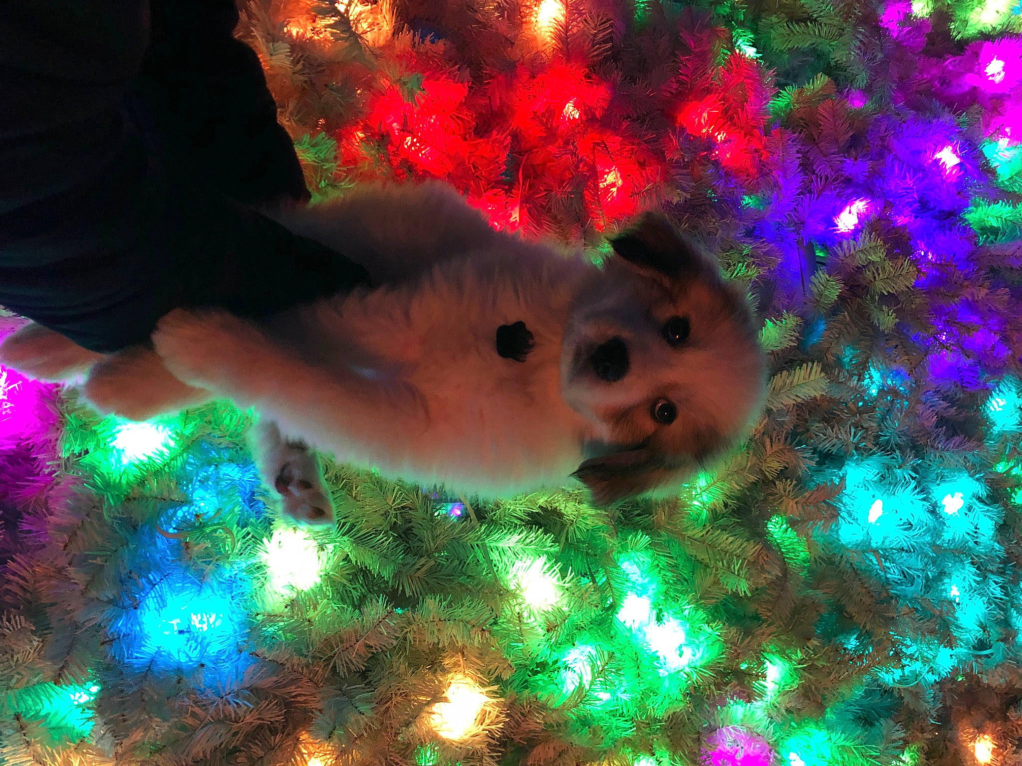 Ozzie is registered to the contest to win money with this photo: christmas, christmas_decoration, christmas_eve, christmas_ornament, christmas_tree, event, evergreen, fun, grass, green, holiday, holiday_ornament, light, organism, ornament, plant, space, technology, tree, vertebrate
