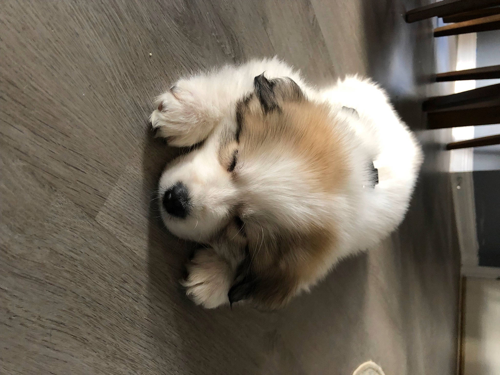 Ozzie is registered to the contest to win money with this photo: bored, canidae, carnivore, companion_dog, dog, dog_breed, fur, hardwood, herding_dog, paw, snout, sporting_group, terrestrial_animal, whiskers, wood, working_dog