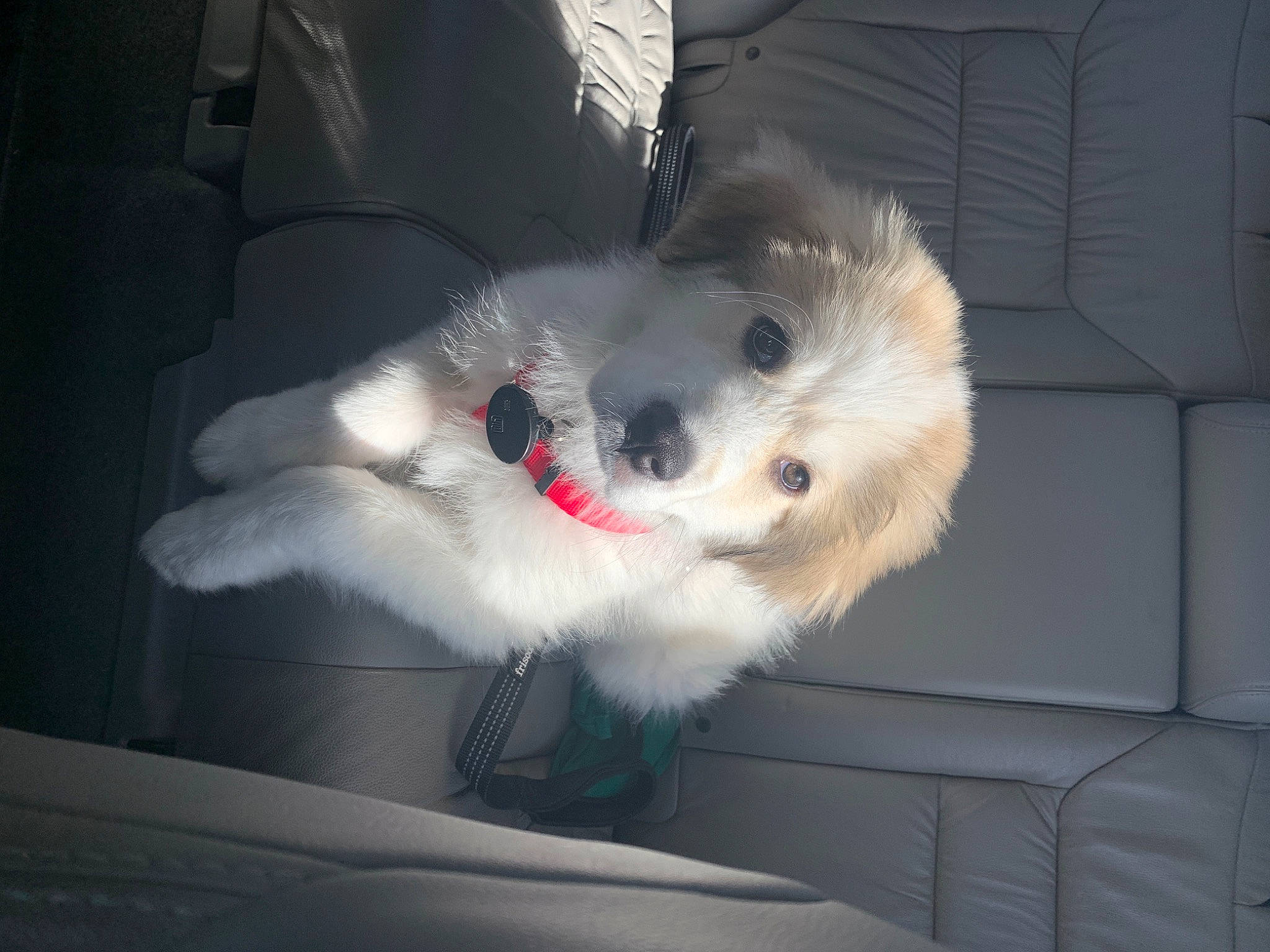 Ozzie joined the competition — help win amazing prizes! canidae, carnivore, collar, companion_dog, dog, dog_breed, felidae, fur, german_spitz, japanese_spitz, non_sporting_group, paw, samoyed, small_to_medium_sized_cats, snout, spitz, sporting_group, tail, volpino_italiano, whiskers