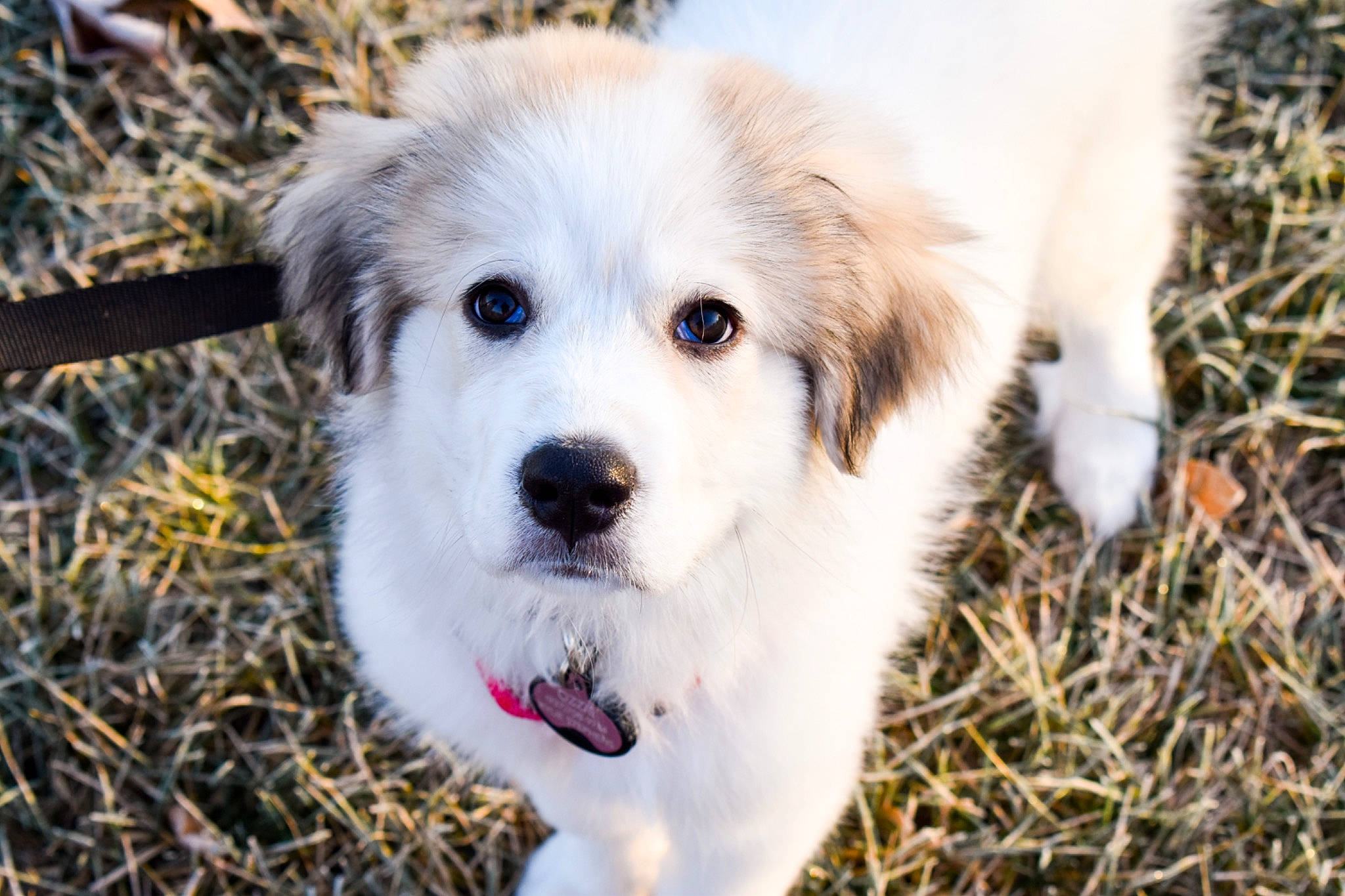 Ozzie joined the competition — help win amazing prizes! akbash_dog, ancient_dog_breeds, canidae, carnivore, companion_dog, dog, dog_breed, eye, fur, grass, great_pyrenees, kuvasz, livestock_guardian_dog, plant, polish_tatra_sheepdog, snout, sporting_group, tree, whiskers, working_dog