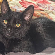 Pluto joined the competition — help win amazing prizes! cat, black_cat, pet, animal, feline, golden_eyes, whiskers, fur, close_up, indoor, blanket, resting, cute, domestic_animal, sleepy, cozy, portrait, soft_texture, relaxed, young_cat