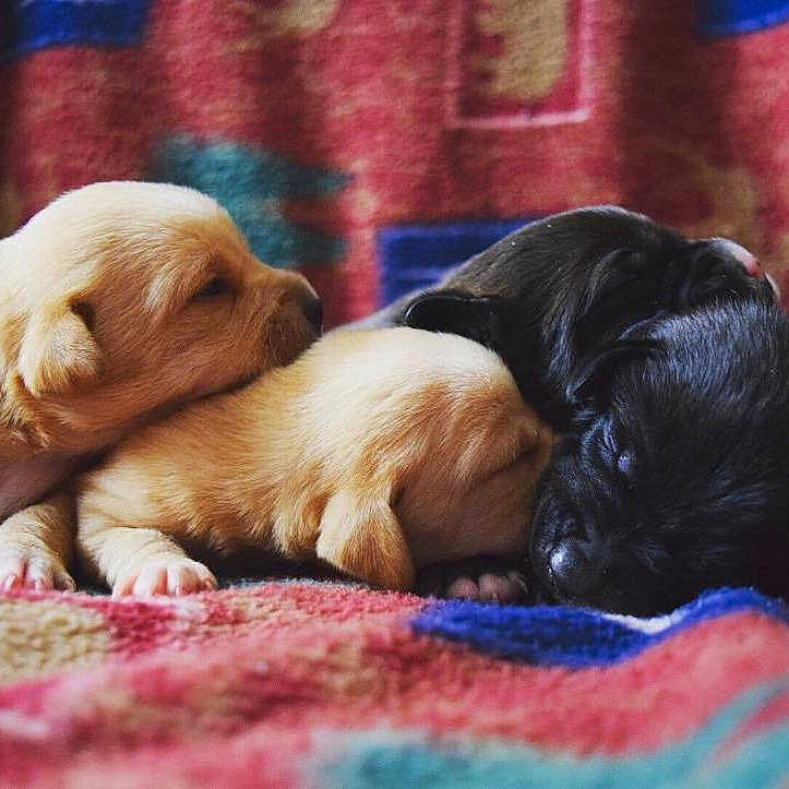 Puppies is registered to the contest to win money with this photo: