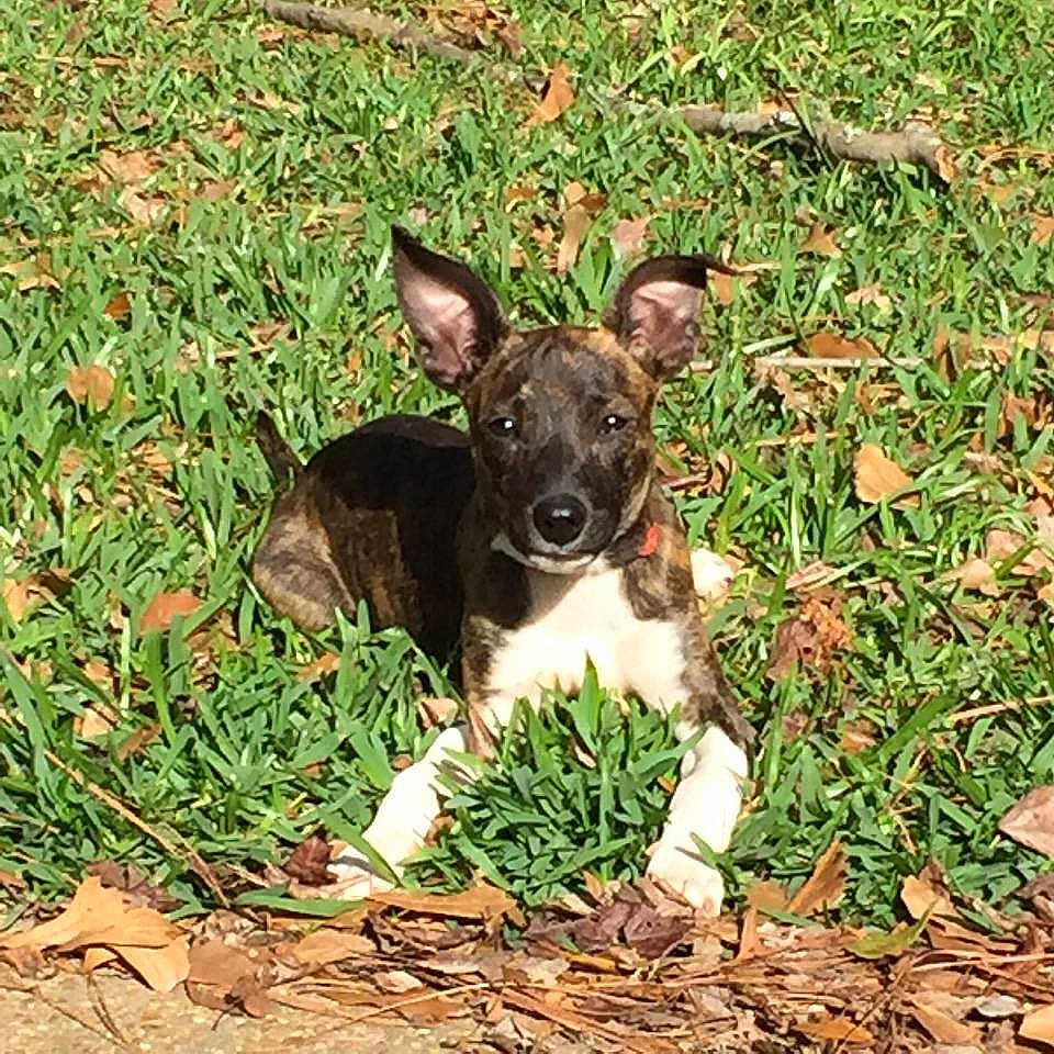 Jango
