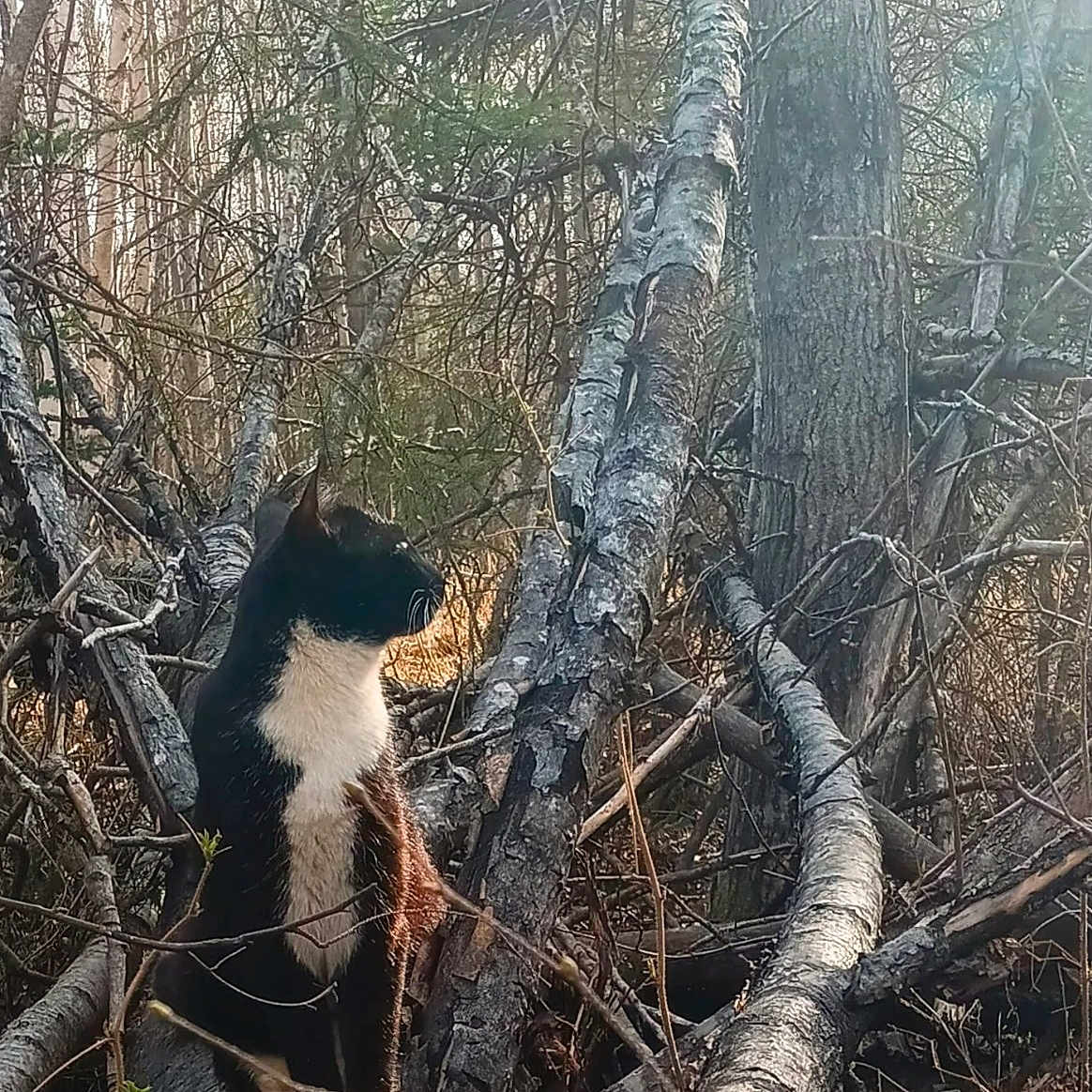 Simon joined the competition — help win amazing prizes! alert, animal, black_and_white, branches, cat, daylight, environment, fallen_tree, forest, fur, mammal, nature, outdoor, sitting, sunlight, trees, whiskers, wilderness, wildlife, woodland