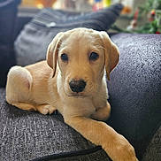 Cas is registered to the contest to win money with this photo: puppy, dog, labrador, couch, indoor, pet, young, fur, animal, cute, relaxed, portrait, face, paw, cozy, home, soft, looking, young_dog, companion