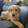 puppy, dog, labrador, couch, indoor, pet, young, fur, animal, cute, relaxed, portrait, face, paw, cozy, home, soft, looking, young_dog, companion