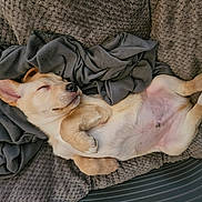 Milo is registered to the contest to win money with this photo: puppy, dog, sleeping, blanket, cozy, fur, pet, cute, relaxed, indoors, animal, nap, soft, comfort, resting, canine, adorable, home, young, peaceful