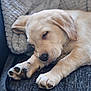 puppy, dog, sleeping, close_up, golden_retriever, fur, paw, blanket, couch, cozy, resting, pet, animal, domestic_animal, cute, soft, indoors, relaxation, young, nap
