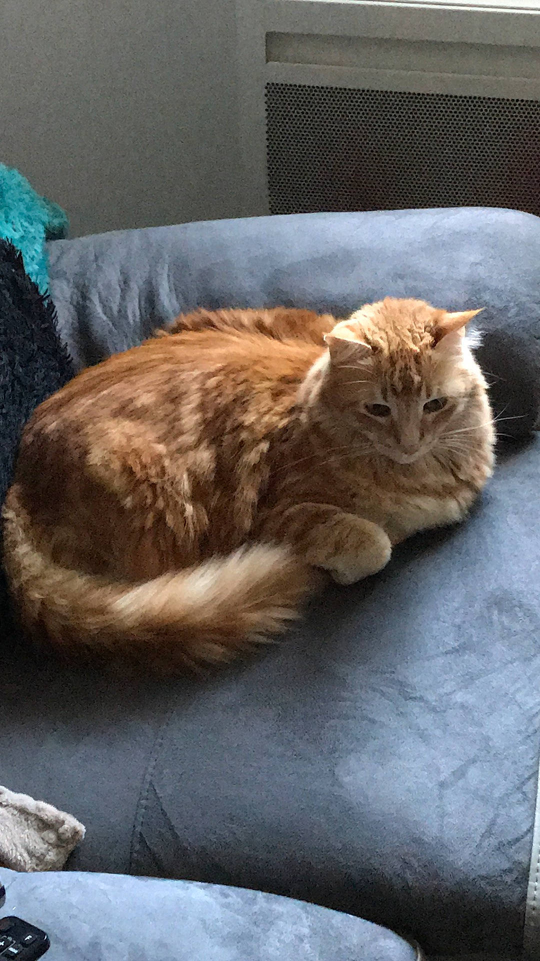 Garfield participe au concours pour gagner de l'argent avec cette photo : carnivore, cat, cymric, domestic_long_haired_cat, domestic_short_haired_cat, european_shorthair, felidae, fur, mammal, norwegian_forest_cat, small_to_medium_sized_cats, tabby_cat, whiskers