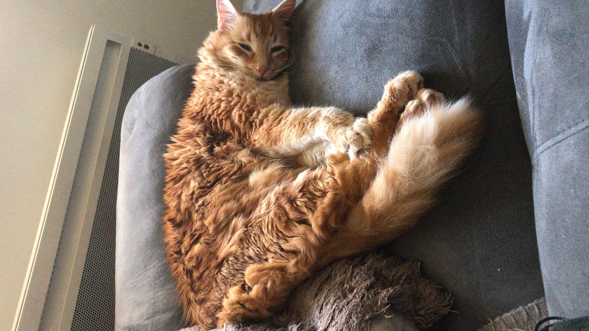 Garfield