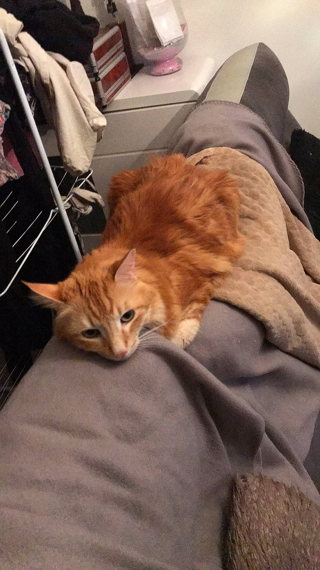 Garfield participe au concours pour gagner de l'argent avec cette photo : carnivore, cat, domestic_short_haired_cat, european_shorthair, fawn, felidae, fur, kitten, mammal, small_to_medium_sized_cats, tabby_cat, whiskers