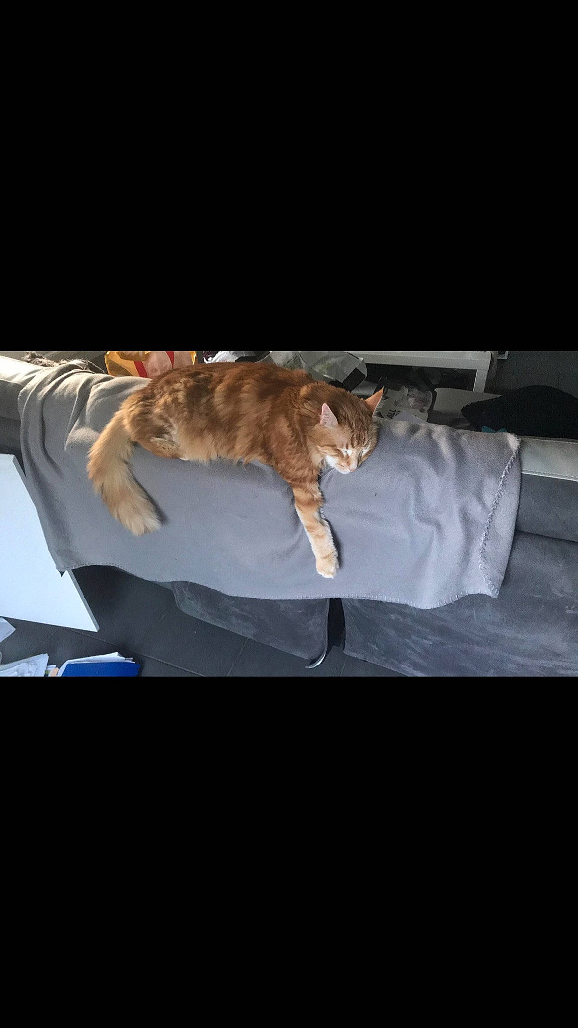 Garfield a rejoint le concours — aidez-le/la à gagner de superbes lots ! bengal, carnivore, cat, domestic_short_haired_cat, european_shorthair, felidae, fur, leg, photography, pixie_bob, small_to_medium_sized_cats, tabby_cat, tail, whiskers