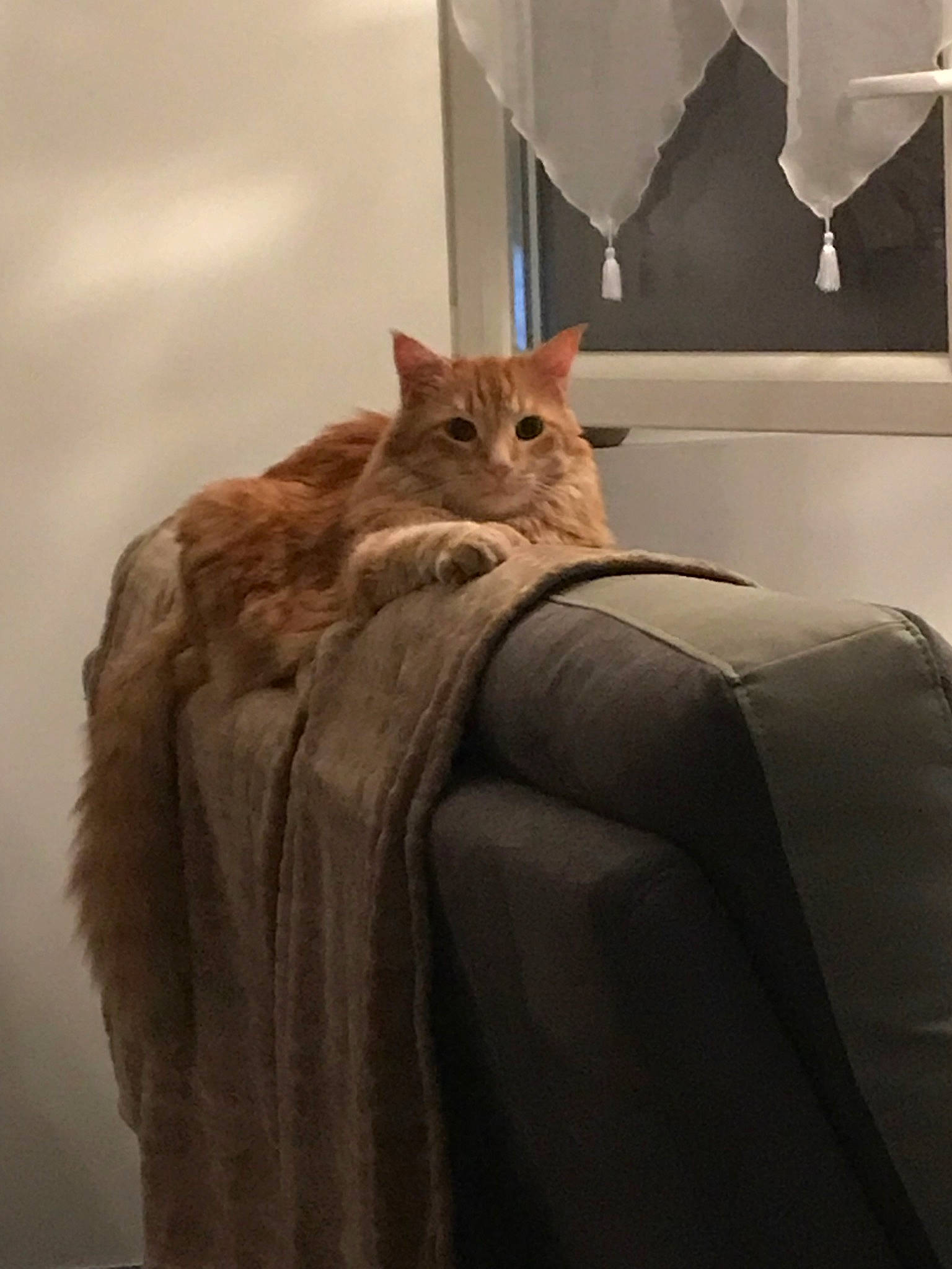 Garfield a rejoint le concours — aidez-le/la à gagner de superbes lots ! carnivore, cat, domestic_short_haired_cat, european_shorthair, fawn, felidae, fur, furniture, room, small_to_medium_sized_cats, whiskers