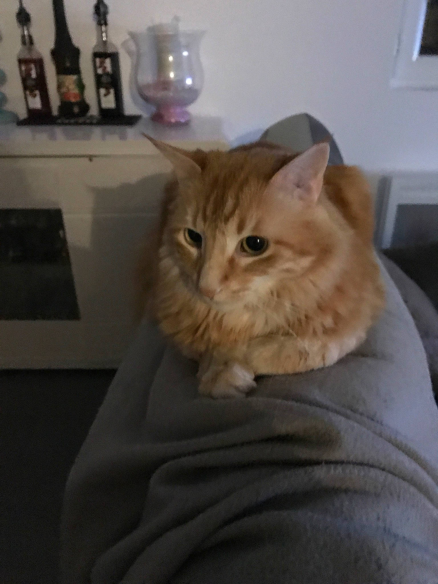 Garfield a rejoint le concours — aidez-le/la à gagner de superbes lots ! asian_semi_longhair, british_semi_longhair, carnivore, cat, cymric, domestic_long_haired_cat, domestic_short_haired_cat, european_shorthair, eye, fawn, felidae, fur, maine_coon, mammal, norwegian_forest_cat, persian, ragamuffin, siberian, small_to_medium_sized_cats, whiskers