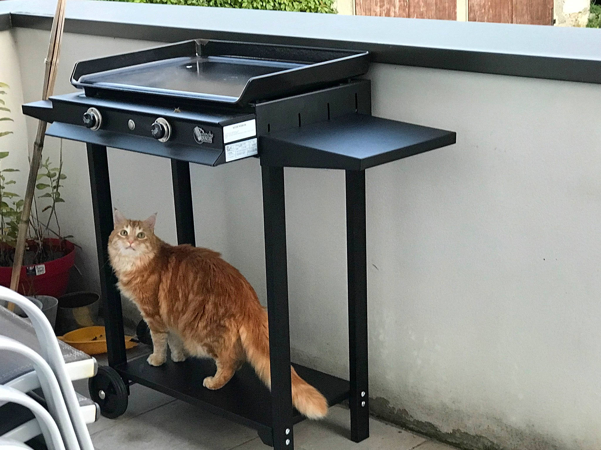 Garfield participe au concours pour gagner de l'argent avec cette photo : cat, desk, felidae, furniture, small_to_medium_sized_cats, table, vehicle