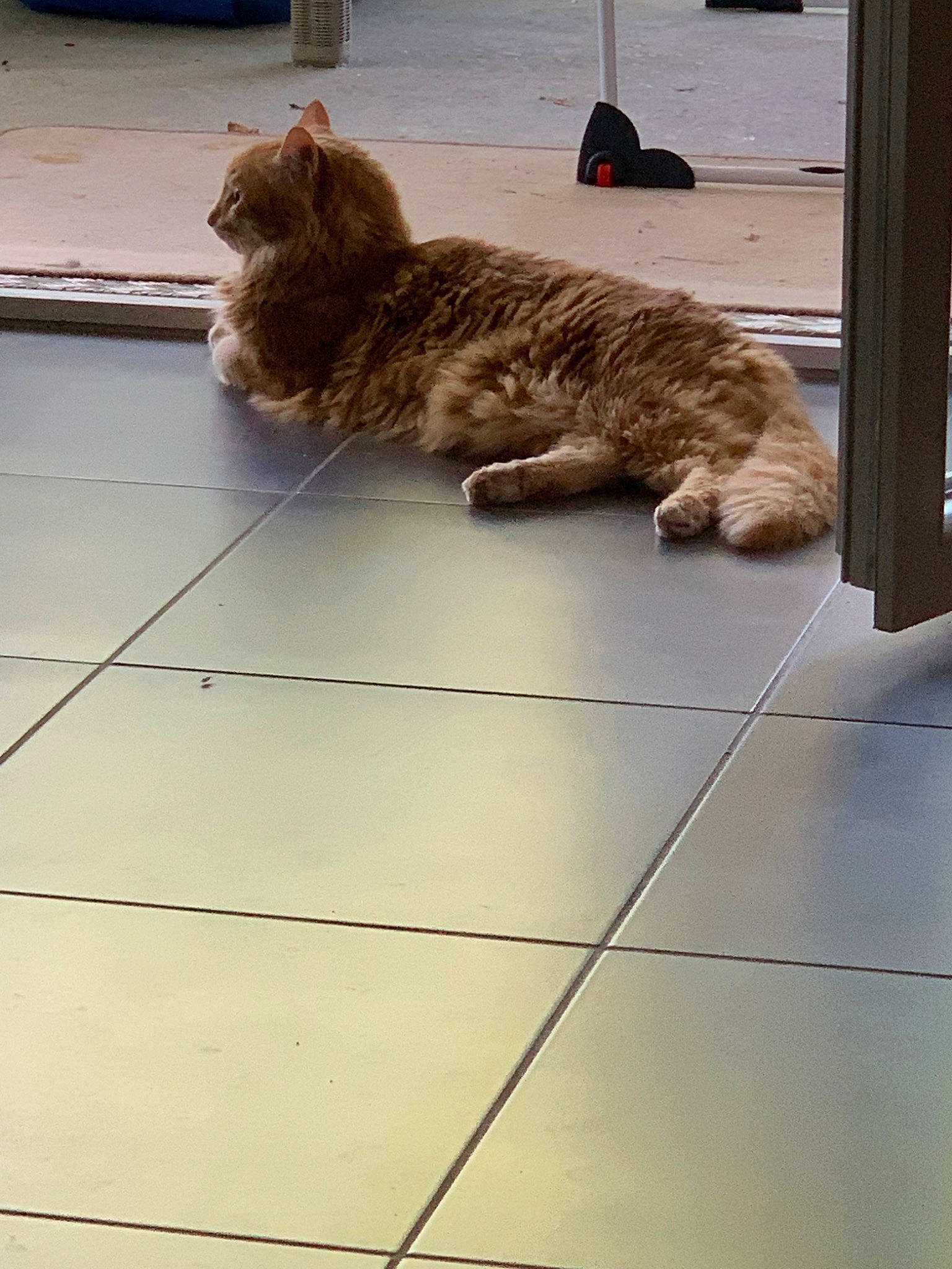 Garfield a rejoint le concours — aidez-le/la à gagner de superbes lots ! carnivore, cat, domestic_long_haired_cat, domestic_short_haired_cat, european_shorthair, fawn, felidae, floor, flooring, hardwood, kitten, kurilian_bobtail, mammal, small_to_medium_sized_cats, snapshot, tabby_cat, tail, tile, whiskers, wood
