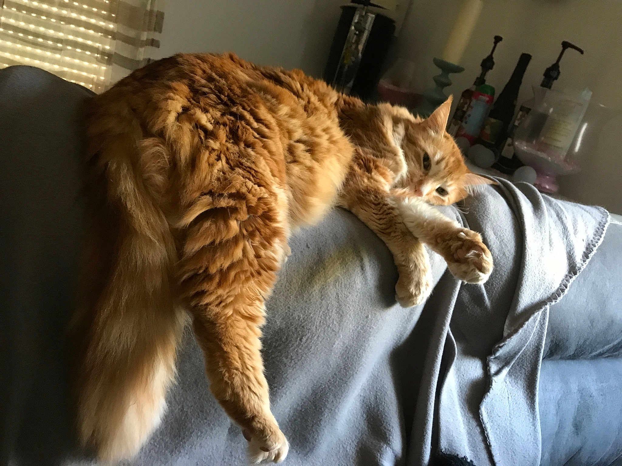 Garfield