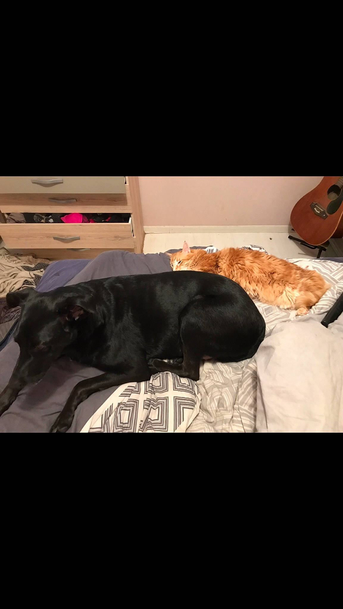 Roxy a rejoint le concours — aidez-le/la à gagner de superbes lots ! floor, fur, furniture, table