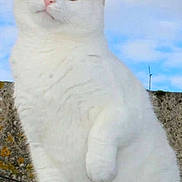 Blanco participe au concours pour gagner de l'argent avec cette photo : cat, white_cat, orange_cat, feline, animal, pet, outdoor, sky, clouds, ledges, fur, whiskers, ears, paws, mammal, cute, sitting, looking, nature, portrait