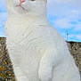 cat, white_cat, orange_cat, feline, animal, pet, outdoor, sky, clouds, ledges, fur, whiskers, ears, paws, mammal, cute, sitting, looking, nature, portrait