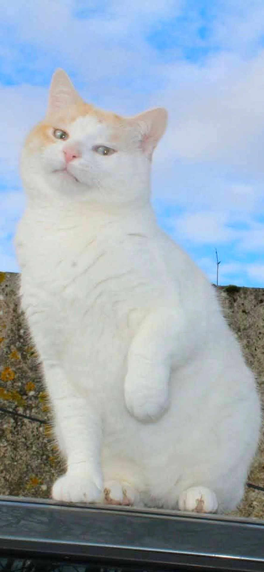 Blanco participe au concours pour gagner de l'argent avec cette photo : cat, white_cat, orange_cat, feline, animal, pet, outdoor, sky, clouds, ledges, fur, whiskers, ears, paws, mammal, cute, sitting, looking, nature, portrait