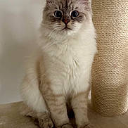 Yull participe au concours pour gagner de l'argent avec cette photo : animal, beige, cat, cat_tree, close_up, curious, cute, domestic_cat, ears, feline, fluffy, fur, indoor, paws, pet, portrait, sitting, soft, whiskers, wide_eyes