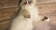 Bandit is registered to the contest to win money with this photo: cat, kitten, fluffy, ragdoll, wood_floor, wide_eyes, pink_nose, paw, fur, cute, pet, indoor, flooring, animal, laying_down, looking_up, foot, domestic, feline, relaxed