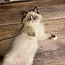 cat, kitten, fluffy, ragdoll, wood_floor, wide_eyes, pink_nose, paw, fur, cute, pet, indoor, flooring, animal, laying_down, looking_up, foot, domestic, feline, relaxed