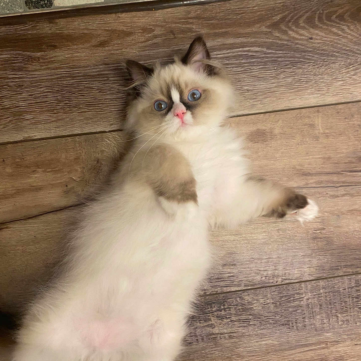 Bandit