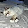 Bandit is registered to the contest to win money with this photo: cat, sleeping, fluffy, bed, pet, cozy, animal, cute, indoor, relaxed, feline, white, brown, paw, resting, soft, fur, adorable, peaceful, domestic