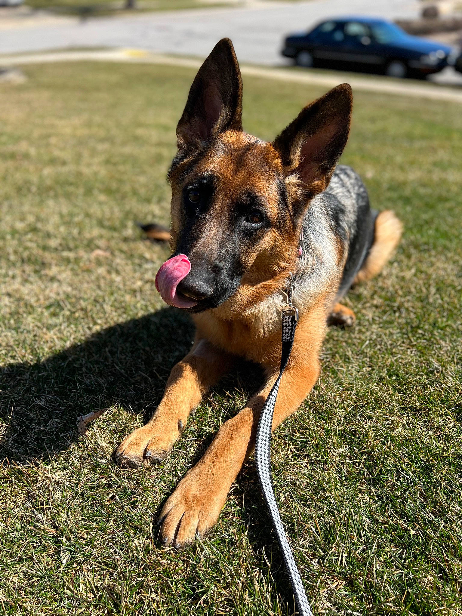 Wrigley is registered to the contest to win money with this photo: biting, canidae, carnivore, collar, companion_dog, dog, dog_breed, dog_supply, east_european_shepherd, fawn, german_shepherd_dog, grass, herbaceous_plant, herding_dog, old_german_shepherd_dog, plant, snout, sporting_group, wheel, working_dog
