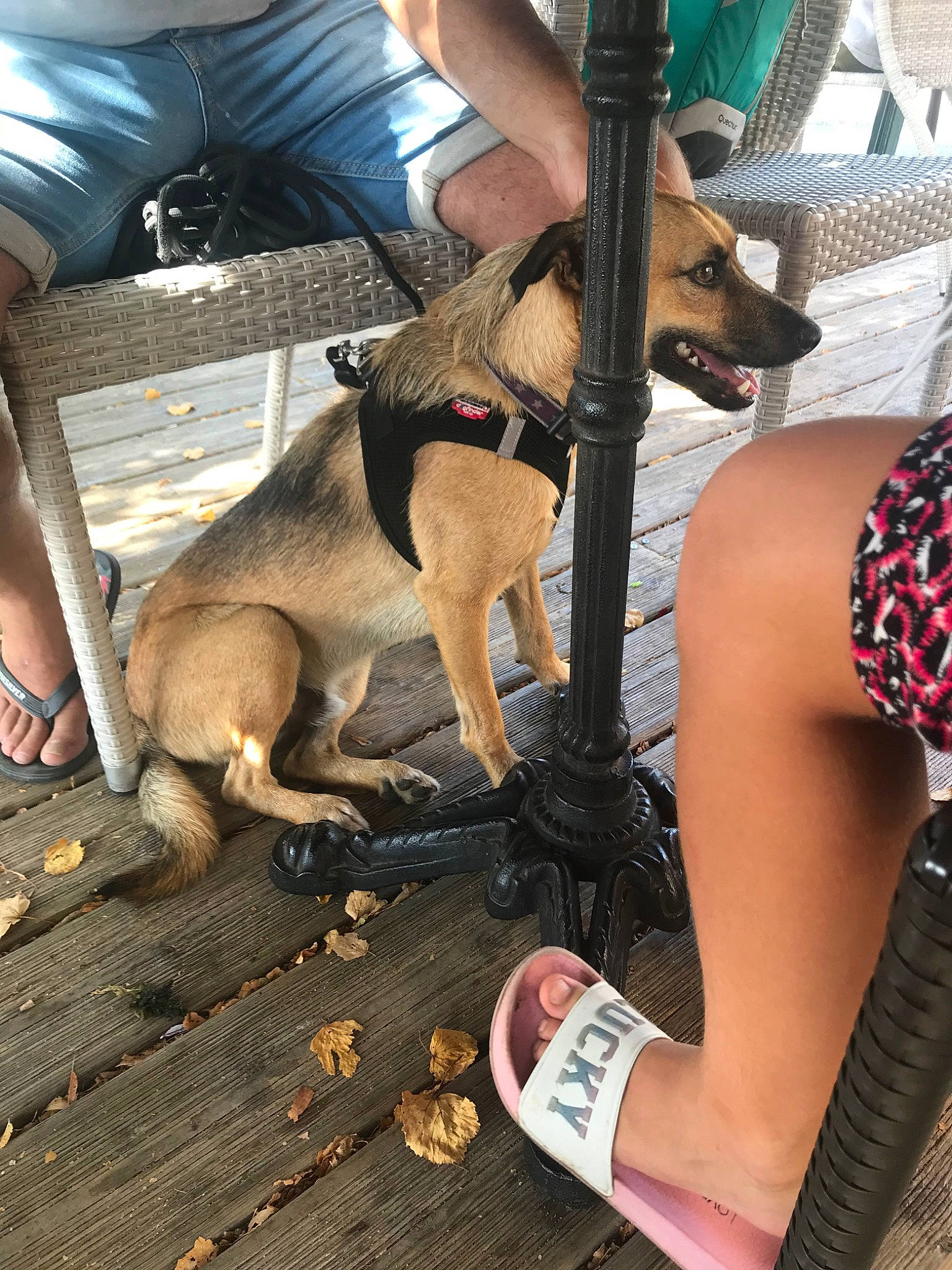 Naos participe au concours pour gagner de l'argent avec cette photo : canidae, carnivore, dog, dog_breed, fawn, leg, vacation