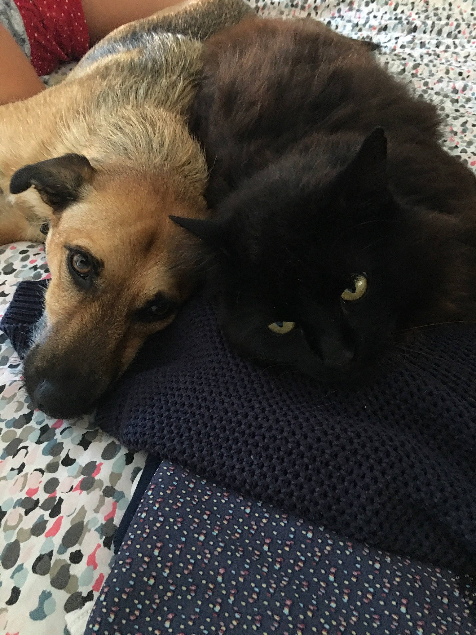 Naos participe au concours pour gagner de l'argent avec cette photo : canidae, carnivore, cat, dog, dog_breed, fawn, felidae, floor, flooring, fur, kitten, linens, puppy, small_to_medium_sized_cats, snout, whiskers