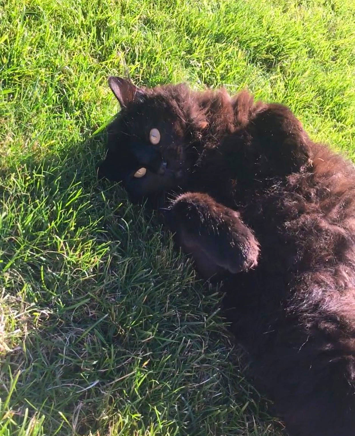 Laslo a rejoint le concours — aidez-le/la à gagner de superbes lots ! black_cat, canidae, carnivore, cat, felidae, fur, grass, plant, small_to_medium_sized_cats, tail