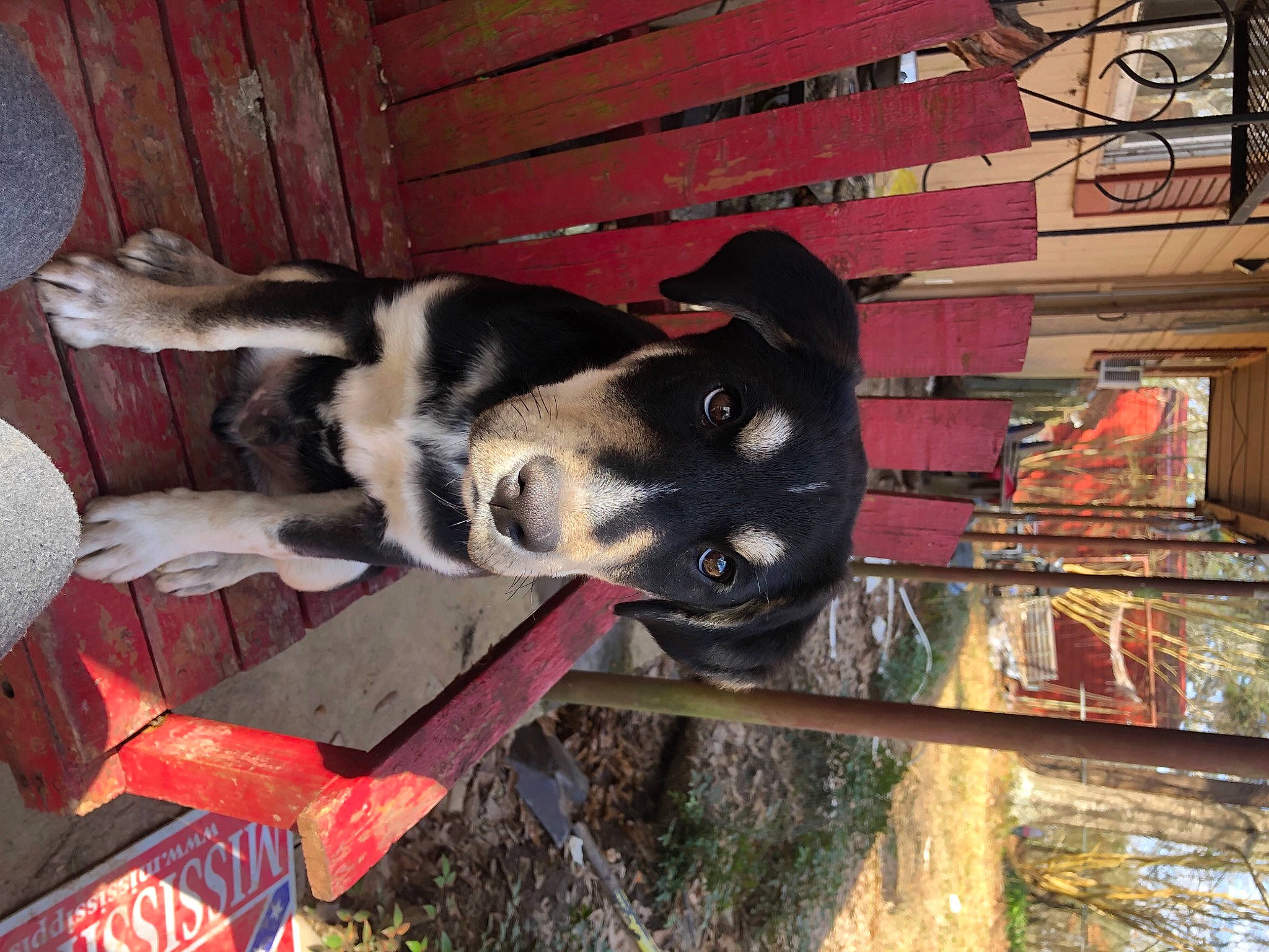 Doobie is registered to the contest to win money with this photo: carmine, carnivore, collar, companion_dog, dog, dog_breed, dog_supply, fur, guard_dog, herding_dog, non_sporting_group, siberian_husky, sled_dog, snout, wood, working_animal, working_dog