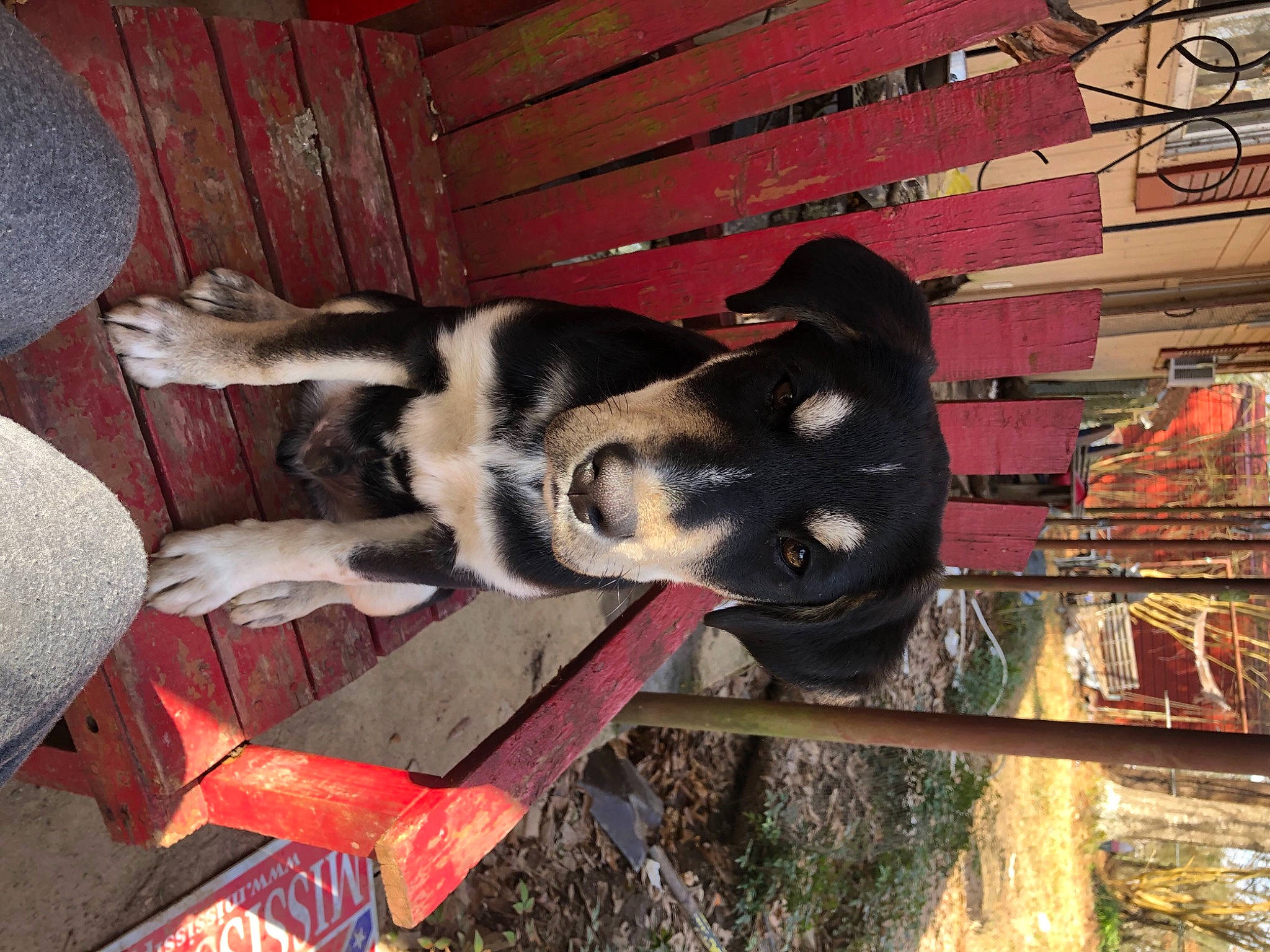 Doobie is registered to the contest to win money with this photo: canidae, carmine, carnivore, companion_dog, dog, dog_breed, fawn, fur, herding_dog, pet_supply, siberian_husky, sled_dog, snout, sporting_group, wood, working_animal, working_dog