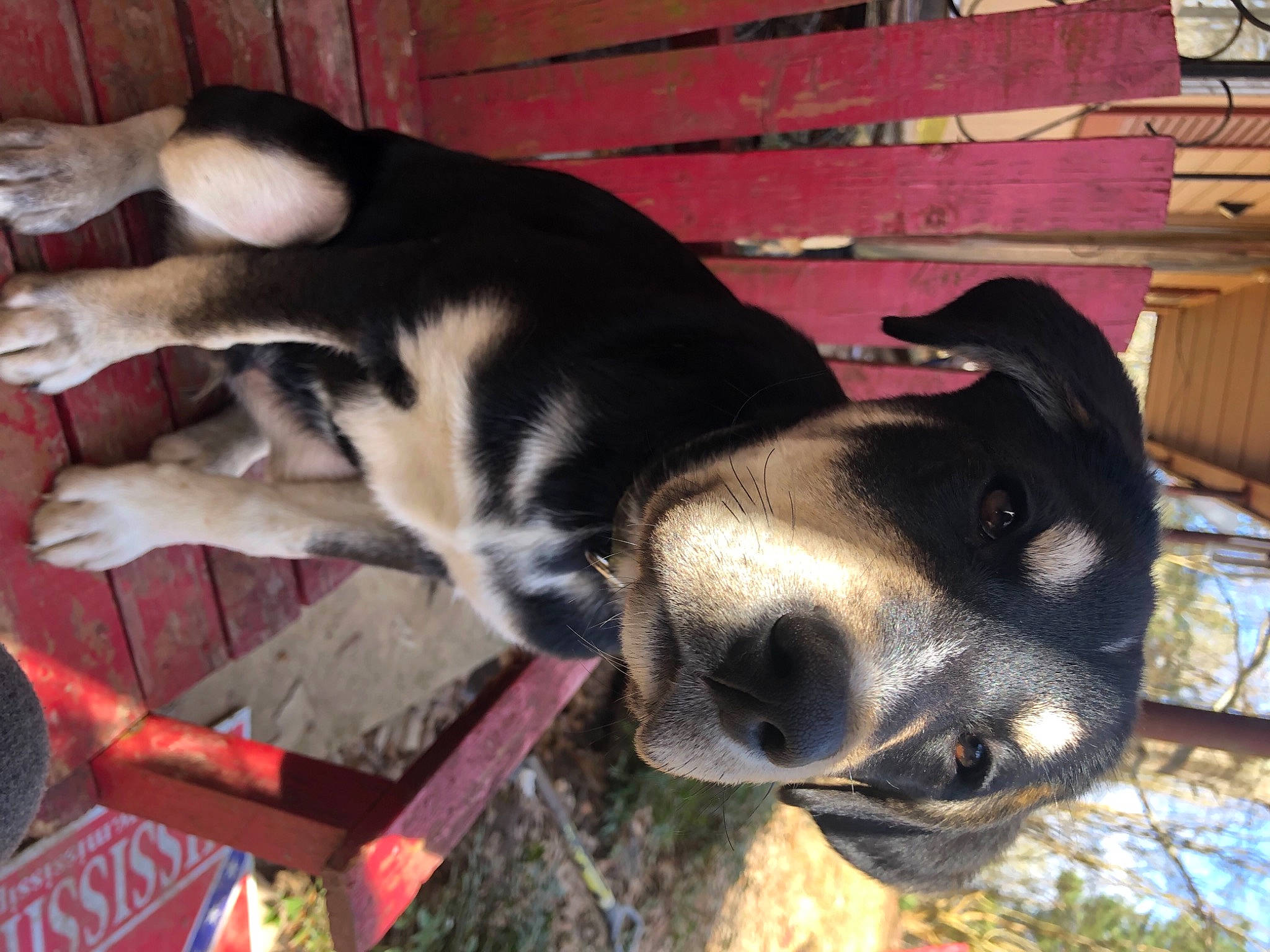 Doobie joined the competition — help win amazing prizes! canidae, carnivore, collar, companion_dog, dog, dog_breed, dog_supply, fawn, fur, non_sporting_group, pet_supply, snout, sporting_group, tail, tree, wood, working_animal, working_dog