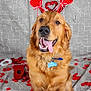 dog, golden_retriever, pet, tongue_out, collar, id_tag, heart_headband, valentine, hearts, red_decorations, confetti, sitting, portrait, indoor, backdrop, smiling, playful, fur, closeup, nose