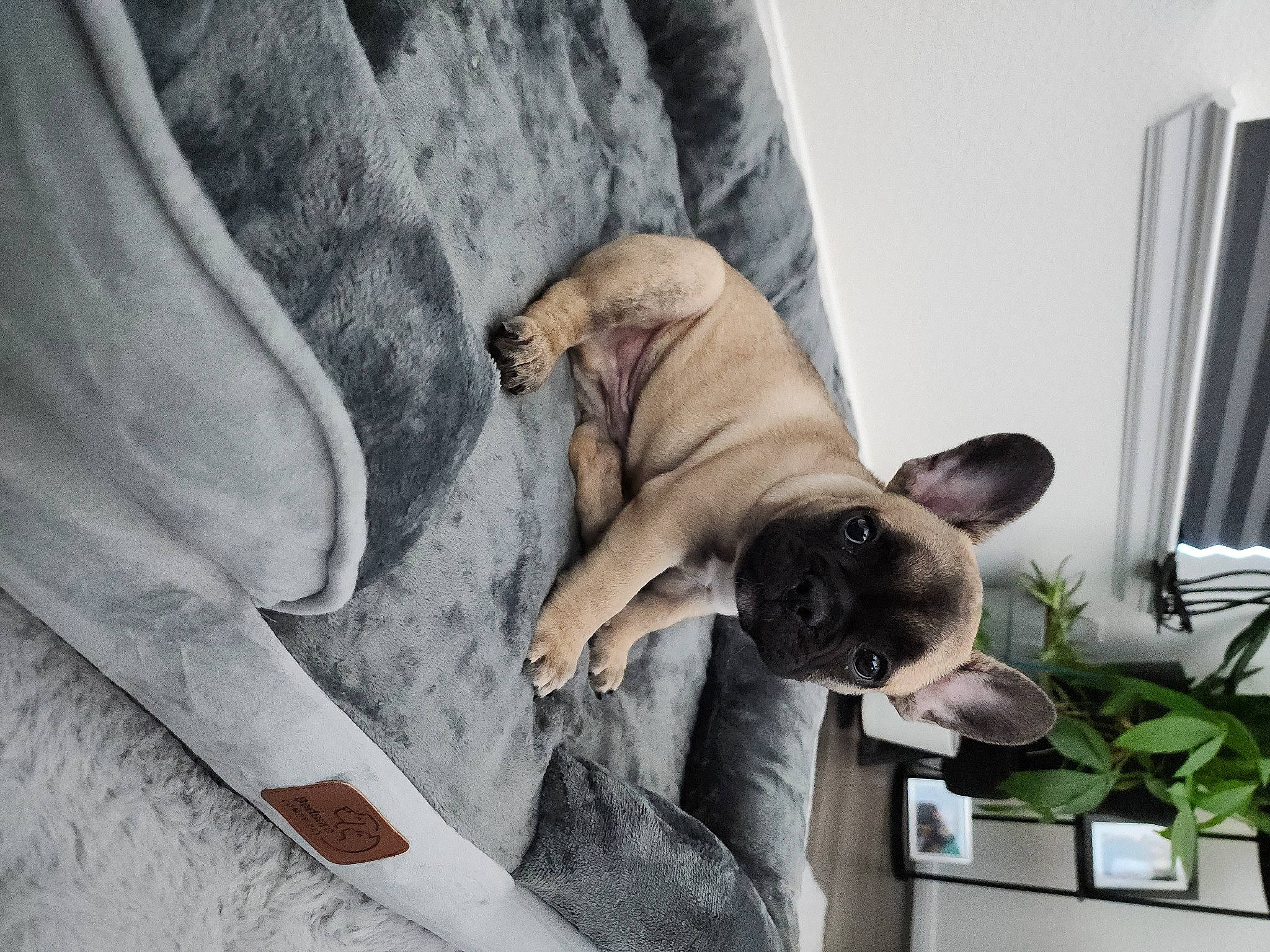 Hendrix is registered to the contest to win money with this photo: bulldog, canidae, carnivore, comfort, companion_dog, curtain, dog, dog_breed, fawn, felidae, hardwood, houseplant, linens, nap, plant, pug, sporting_group, tail, wood, wrinkle