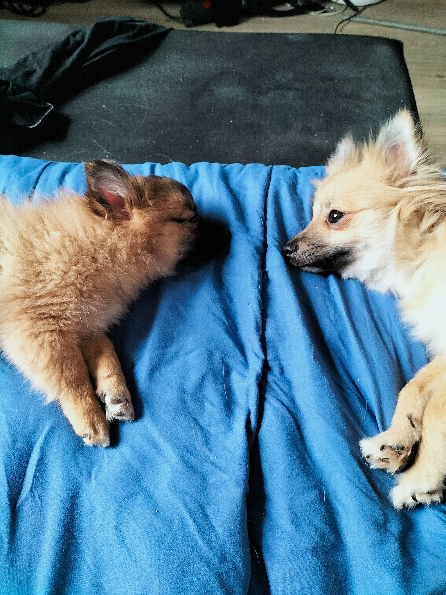 Tahiti a rejoint le concours — aidez-le/la à gagner de superbes lots ! blue, canidae, carnivore, comfort, companion_dog, dog, dog_breed, dog_supply, electric_blue, fawn, felidae, fur, german_spitz, german_spitz_mittel, snout, spitz, sporting_group, tail, toy_dog, whiskers