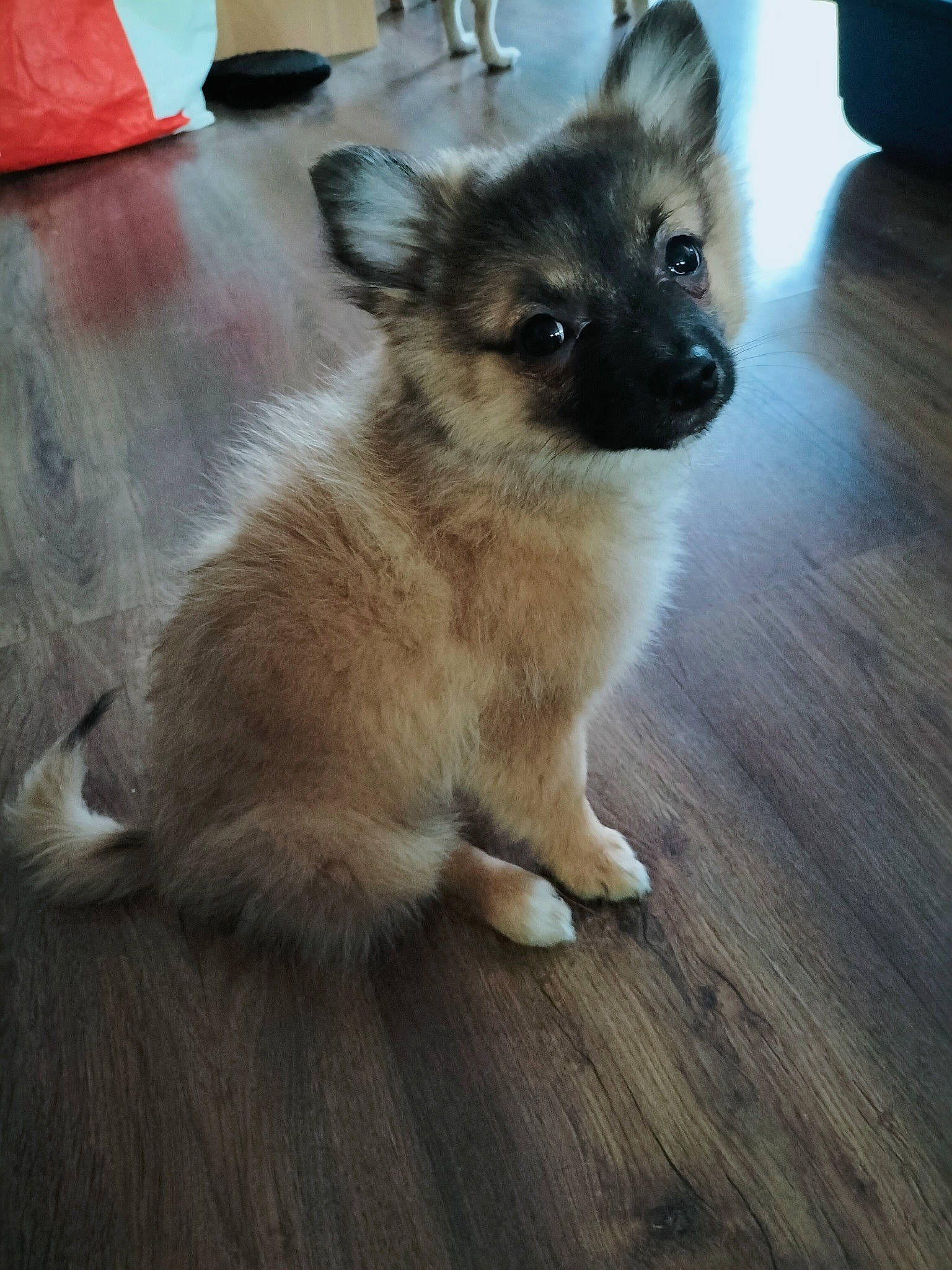 Tahiti a rejoint le concours — aidez-le/la à gagner de superbes lots ! canidae, carnivore, companion_dog, dog, dog_breed, fawn, floor, flooring, fur, hardwood, laminate_flooring, sporting_group, tail, terrestrial_animal, toy_dog, varnish, whiskers, wood, wood_flooring, working_animal