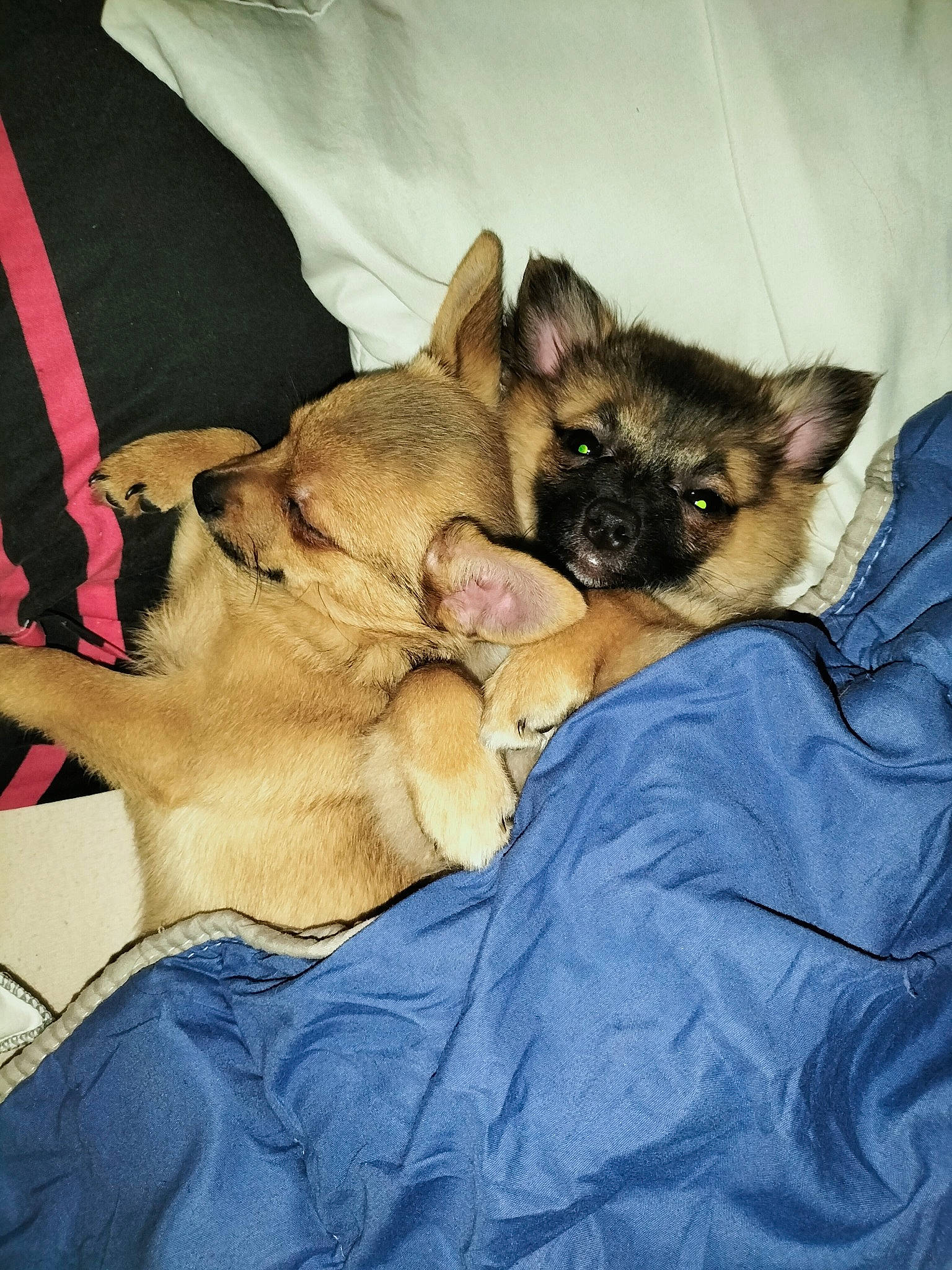 Tahiti a rejoint le concours — aidez-le/la à gagner de superbes lots ! bed, canidae, carnivore, comfort, companion_dog, dog, dog_breed, fawn, felidae, fur, linens, nap, paw, puppy, sleep, small_to_medium_sized_cats, sporting_group, toy_dog, whiskers, working_animal