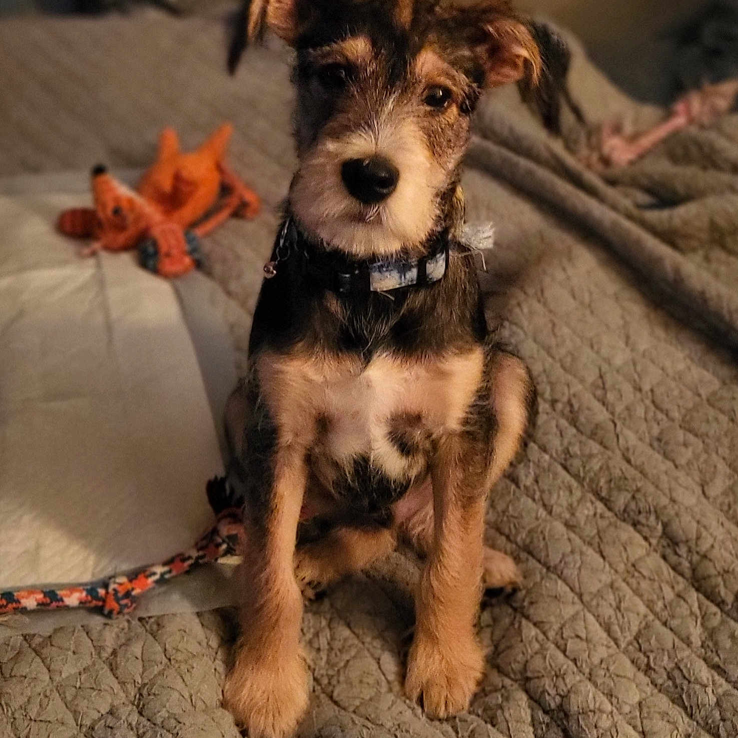 Ryder is registered to the contest to win money with this photo: accessories, animal, ball, blanket, canine, couch, dog, football, furniture, hound, pet, puppy, quilt, sealife, soccer, soccerball, sport, strap, terrier, toy