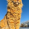 cat, orange_cat, fluffy, feline, pet, animal, outdoor, sunlight, blue_sky, fur, whiskers, paws, sitting, majestic, nature, close_up, portrait, domestic_cat, cute, alert