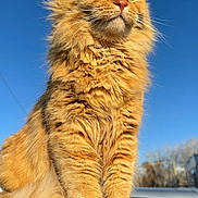cat, orange_cat, fluffy, feline, pet, animal, outdoor, sunlight, blue_sky, fur, whiskers, paws, sitting, majestic, nature, close_up, portrait, domestic_cat, cute, alert